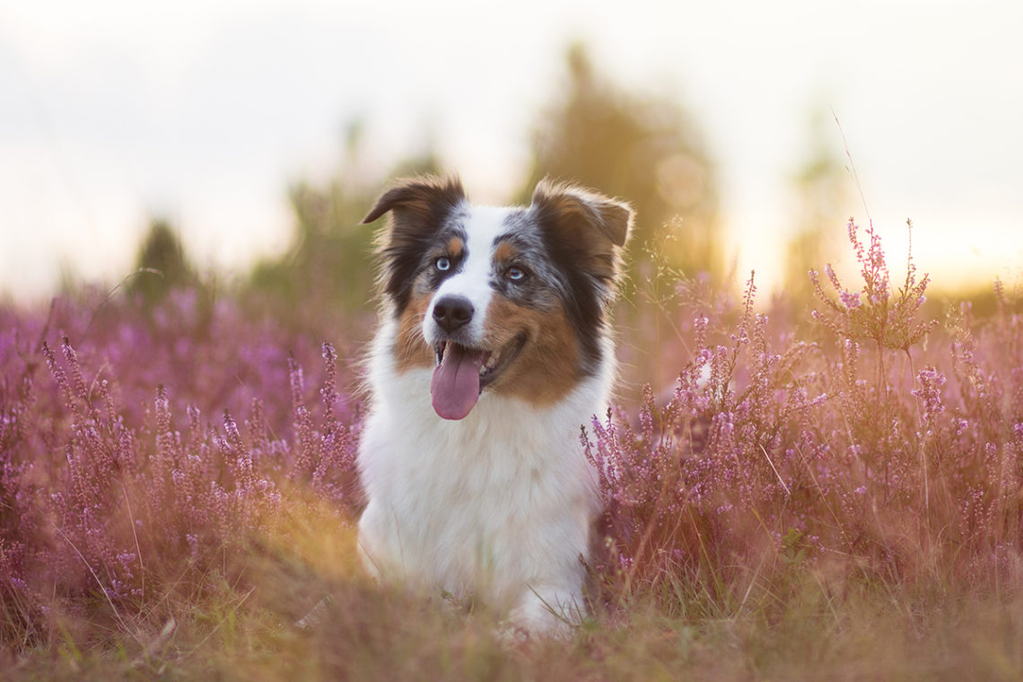 13 Tipps für schönere Hundefotos