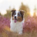 13 Tipps für schönere Hundefotos