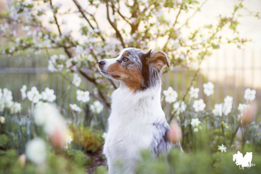 13 Tipps für schönere Hundefotos