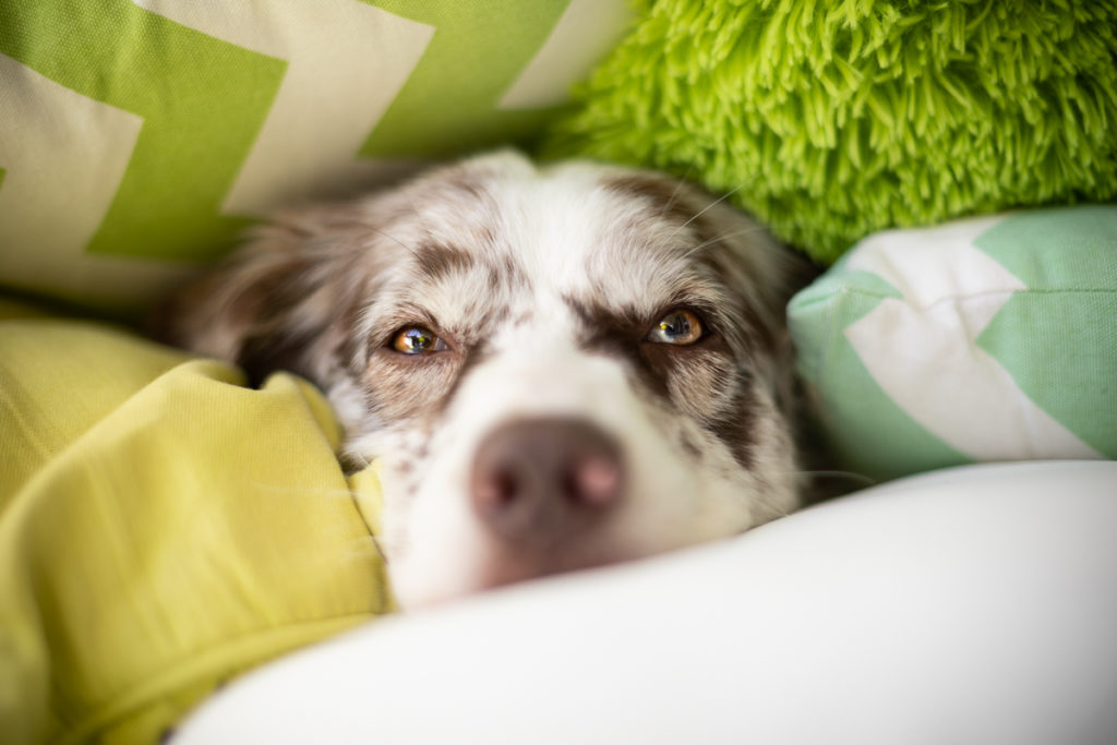 13 Tipps für schönere Hundefotos