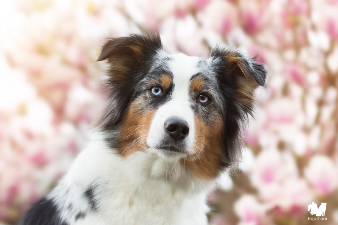 Blue merle Australian Shepherd - Portraitlinse Canon 50mm