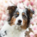 Blue merle Australian Shepherd - Portraitlinse Canon 50mm