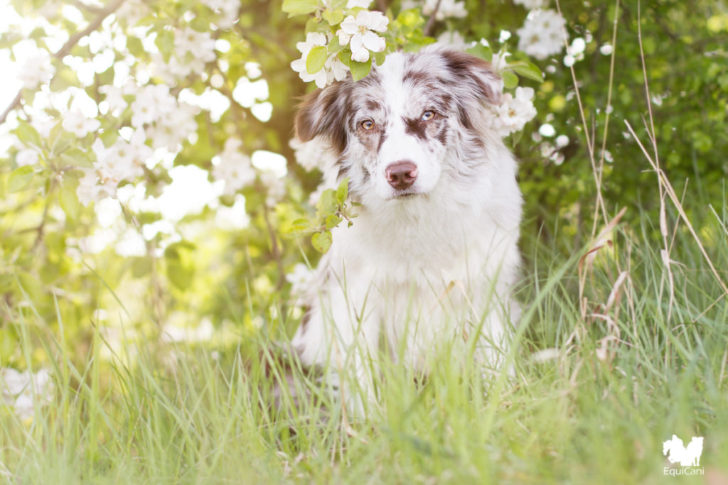 Red merle Australian Shepherd - Portraitlinse Canon 50mm